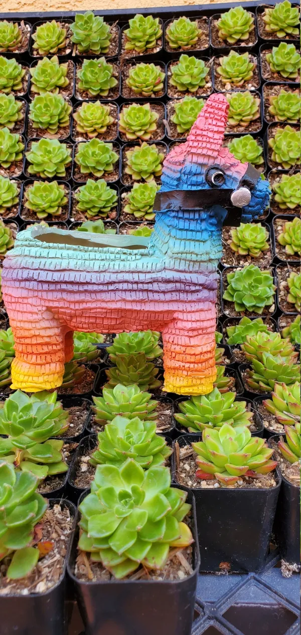 (Store Closing Sale) Piñata Planter by Seelene Succulents